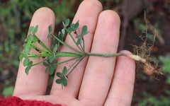 Oxalis livida livida