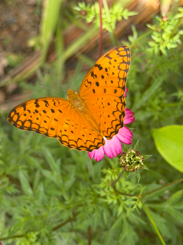 Common Leopard