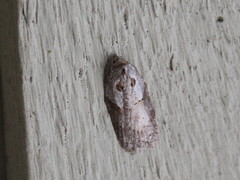 Acleris maculidorsana
