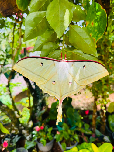 Sri Lankan Moon Moth