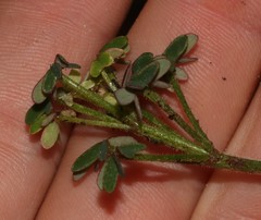 Oxalis livida livida
