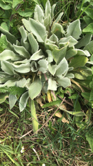 Stachys byzantina