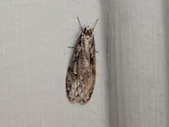 Semioscopis