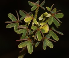 Oxalis livida livida