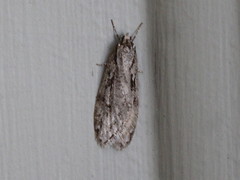 Semioscopis