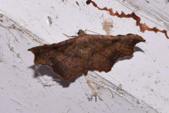 Garaeus