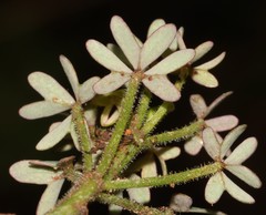 Oxalis livida livida