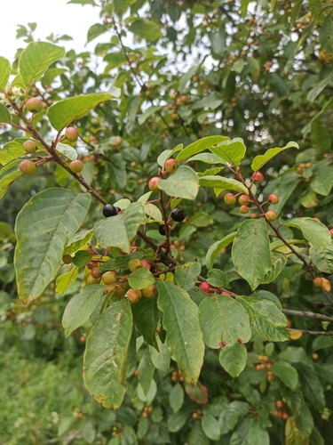 alder buckthorn