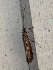 Glyphopsyche irrorata