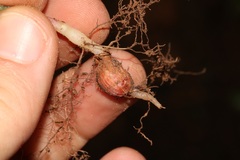 Oxalis livida livida