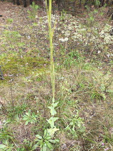 Tower Mustard