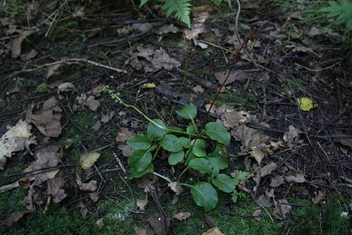 Наблюдение на iNaturalist