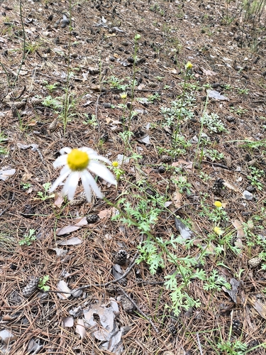 Zawadzki's chrysanthemum
