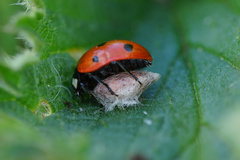 Dinocampus coccinellae
