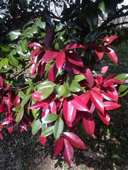 Syzygium myrtifolium