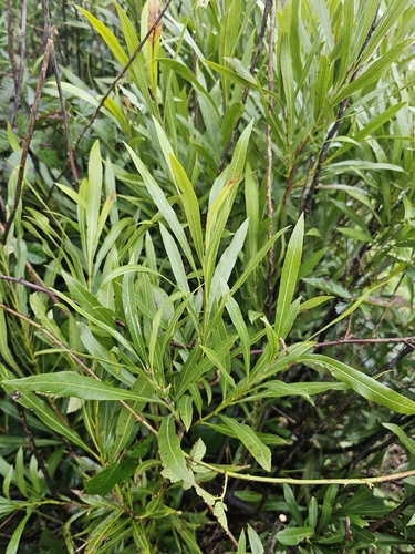 Labatia salicifolia