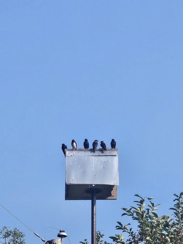 Purple Martin