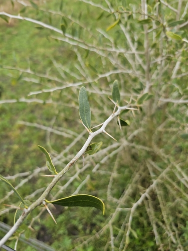 Acanthosyris spinescens