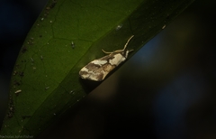 Philenora chionastis