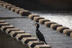 Phalacrocorax carbo