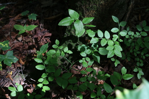 Наблюдение на iNaturalist