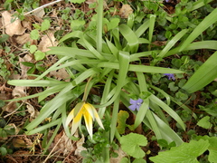 Tulipa urumiensis