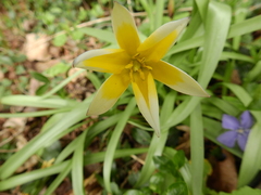 Tulipa urumiensis