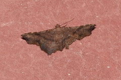 Garaeus