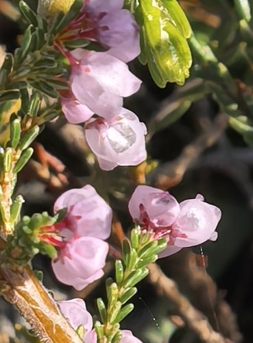 Erica quadrangularis, photograph 4
