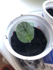 Streptocarpus ionanthus