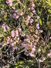 author not stated, no rights reserved Erica quadrangularis, photograph author not stated, no rights reserved