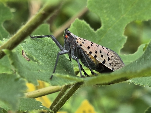 Spotted Lanternfly