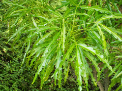 Melicope denhamii