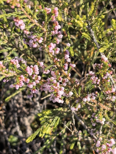 Erica quadrangularis, photograph 6
