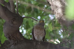 Rupornis magnirostris