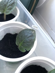 Streptocarpus ionanthus