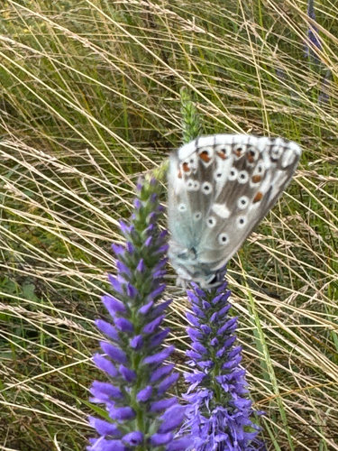 Chalkhill Blue