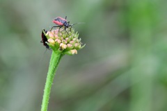 Dionconotus neglectus