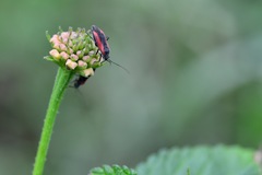 Dionconotus neglectus