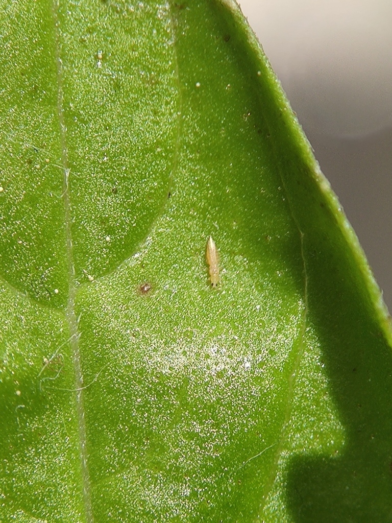 Onion thrips, Potato thrips, Tobacco thrips, Cotton seedling thrips
