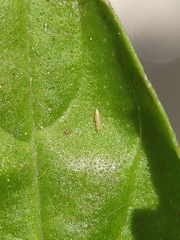 Thrips tabaci