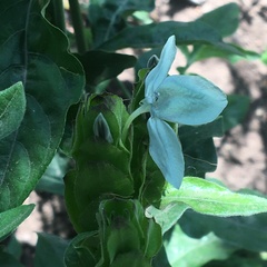 Ecbolium ligustrinum