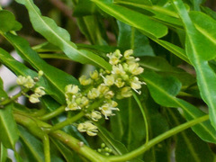 Melicope denhamii
