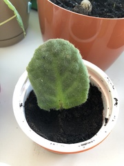 Streptocarpus ionanthus