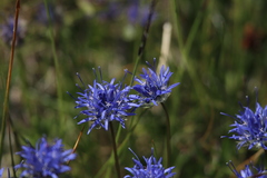 Jasione orbiculata
