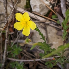 Fumana ericifolia