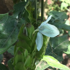 Ecbolium ligustrinum