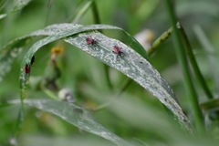 Dionconotus neglectus