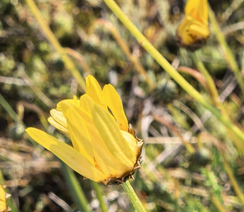 Ursinia anethoides