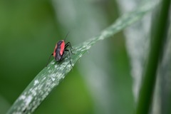 Dionconotus neglectus